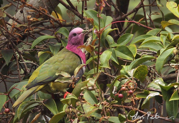 Pink-headed (Pink-necked) Fruit-Dove